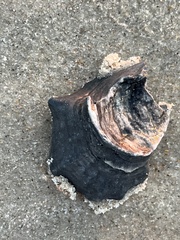 Crassostrea virginica