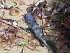 Catostylus mosaicus