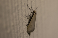 Philobota protecta