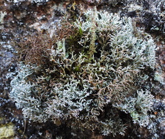 Sphaerophorus fragilis