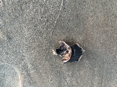 Crassostrea virginica