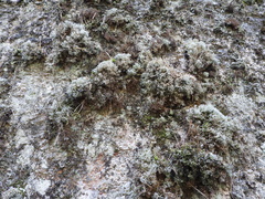 Sphaerophorus fragilis