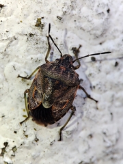 Holcogaster fibulata