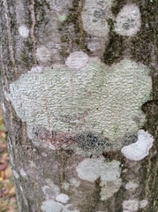 Pertusaria