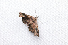 Esthlodora variabilis