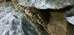 Bufo sachalinensis