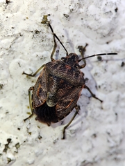 Holcogaster fibulata