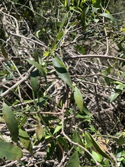 Secamone elliptica