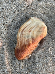 Lamarcka imbricata