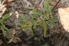 Hibiscus sturtii