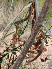 Malpolon monspessulanus