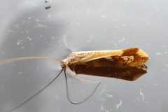 Limnephilus borealis