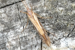 Limnephilus borealis