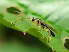 Orthocentrinae
