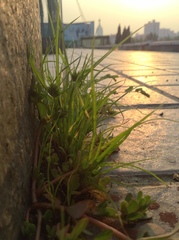 Cyperus nipponicus