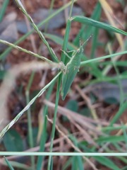 Atractomorpha lata