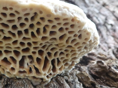 Hexagonia vesparia