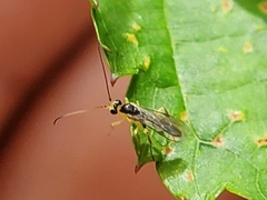 Orthocentrinae