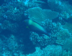 Cetoscarus ocellatus
