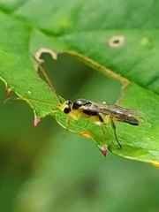 Orthocentrinae