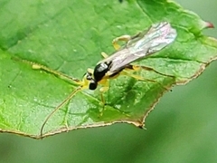 Orthocentrinae
