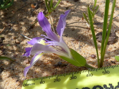 Babiana mucronata