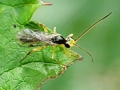 Orthocentrinae