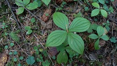 Paris verticillata