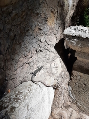 Podarcis muralis nigriventris