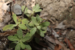 Pterocaulon redolens