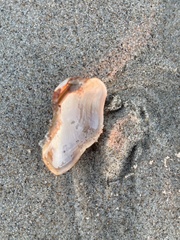 Lamarcka imbricata