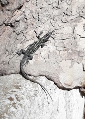 Podarcis muralis nigriventris