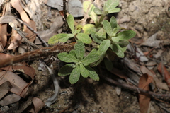 Pterocaulon redolens