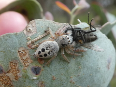 Opisthoncus sexmaculatus