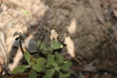 Pterocaulon redolens