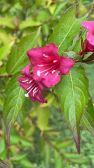 Weigela