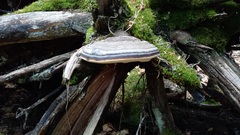 Fomitopsis pinicola