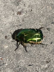 Cetonia aurata