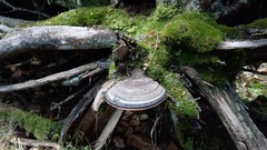 Fomitopsis pinicola