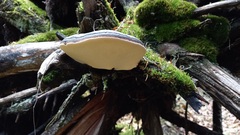 Fomitopsis pinicola