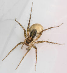 Pardosa pauxilla