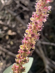 Phytolacca octandra