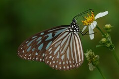 Ideopsis vulgaris