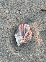 Crassostrea virginica