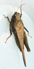Tettigidea