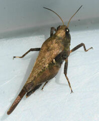Tettigidea