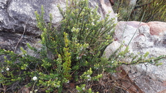 Agathosma ovata