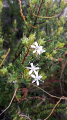 Agathosma ovata