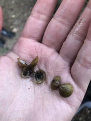 Corbicula fluminalis