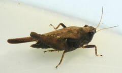Tettigidea